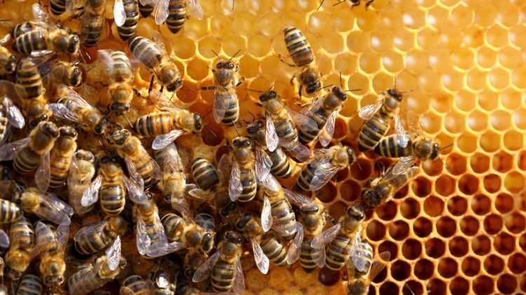The Bee Whisperers - Immersive Experience